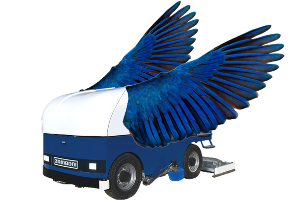 Zamboni Dreaming